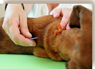 Akupunktur für Tiere