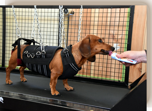 Laufbandtraining für Tiere