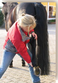 Physiotherapie Pferd