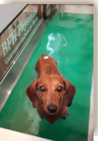 Aqua Laufbandtraining für Hunde
